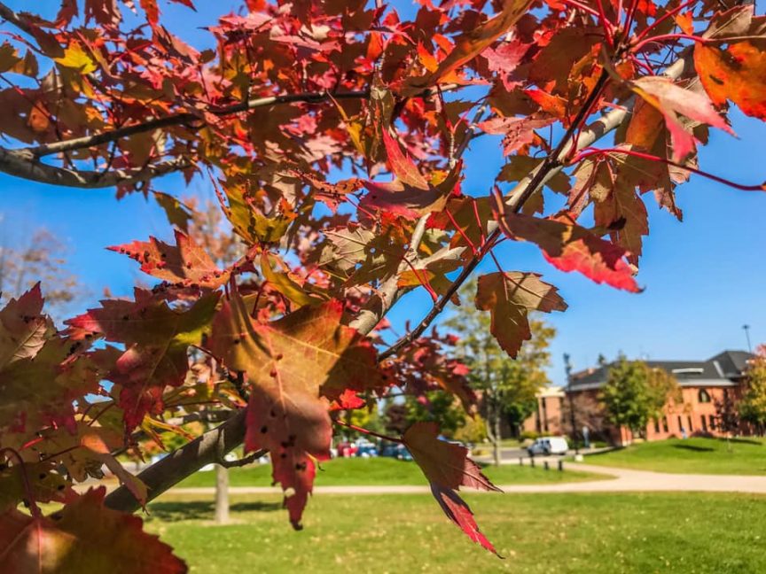 Fall Leaves on Campus