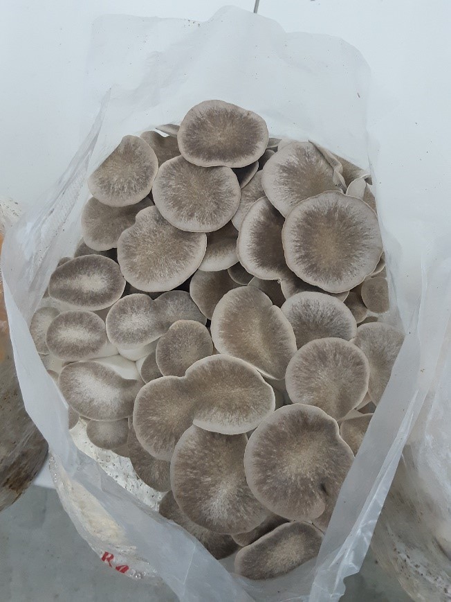 Grey Mushrooms