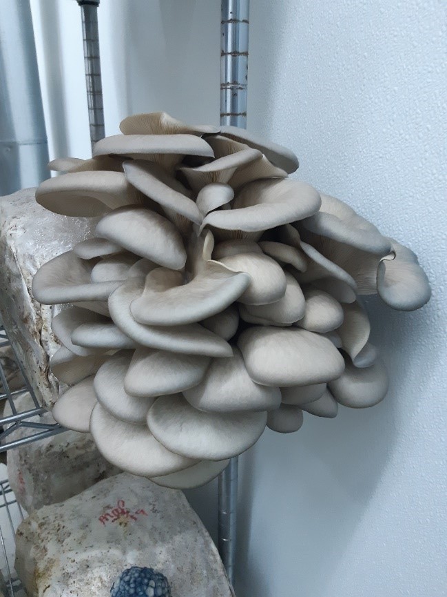 Grey mushrooms