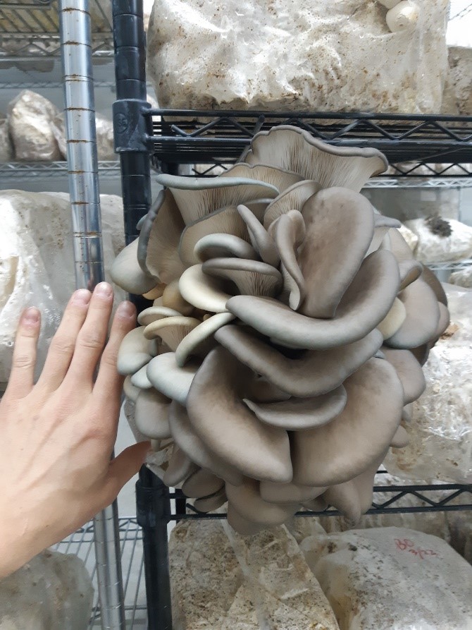 Mushroom by hand