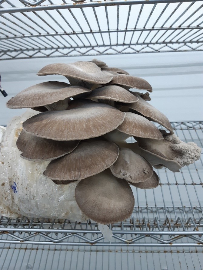 Grey Mushrooms
